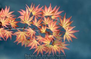 KURO HIME DWARF UPRIGHT JAPANESE MAPLE