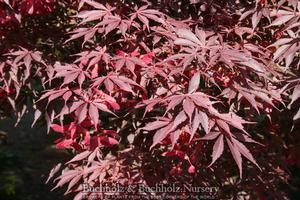 Acer palmatum matsumurae 'Suminagashi'