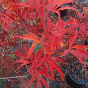 Acer palmatum matsumurae 'Fascination'