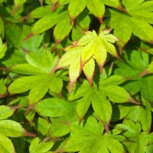 OGI TSUMA GAKI UPRIGHT JAPANESE MAPLE
