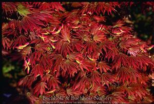JOHIN FULL MOON UPRIGHT JAPANESE MAPLE