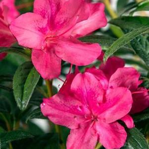 AUTUMN JEWEL® ENCORE® AZALEA