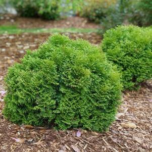 Thuja occidentalis 'SMNTOBAB'