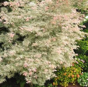 Acer palmatum 'Ukigumo'