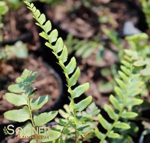Polystichum acrostichoides ''
