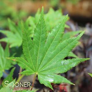 Acer shirasawanum 'Jordan'