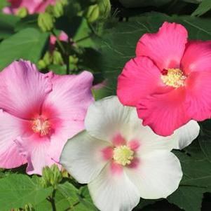 Hibiscus x 'Happa Red, Happa Pink, Happa White'