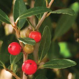 SCARLET'S PEAK YAUPON HOLLY