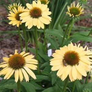 SOMBRERO® SANDY YELLOW CONEFLOWER
