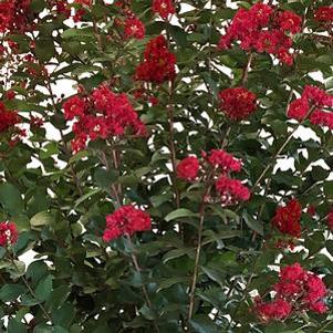 Lagerstroemia x 'JM1'
