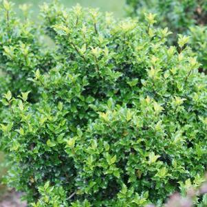 Ilex x meserveae 'SMNIFA'