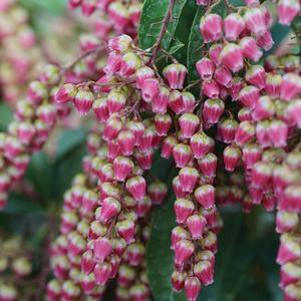 Pieris japonica 'FARROWPJRF'