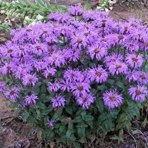 Monarda x 'Blue Moon'
