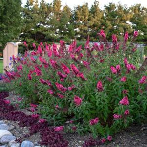 MONARCH® PRINCE CHARMING BUTTERFLY BUSH
