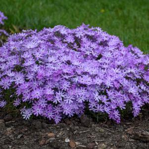 Phlox x 'Bedazzled Lavender'