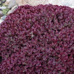 Sedum x 'Firecracker'