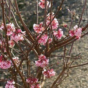 Viburnum x bodnantense 'Pink Dawn'