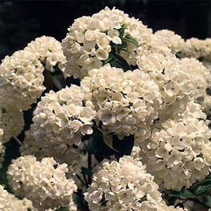 Viburnum x burkwoodii 'Mohawk'