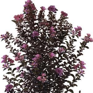 THUNDERSTRUCK™ LAVENDER BLAST™ CRAPEMYRTLE