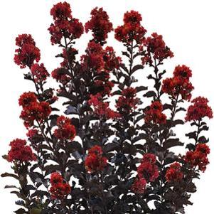 THUNDERSTRUCK™ RUMBLIN' RED™ CRAPE