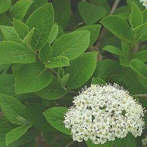 Viburnum lantana 'Emerald Triumph'