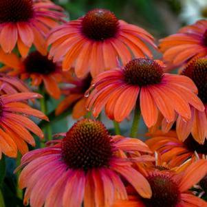COLOR CODED® ORANGE YOU AWESOME CONEFLOWER