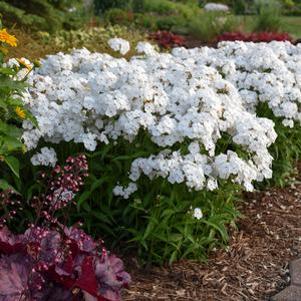 Phlox x 'Opening Act White'