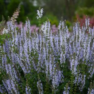 Salvia nemerosa 'Crystal Blue'