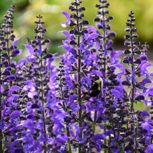 Salvia x 'Indiglo Girl'
