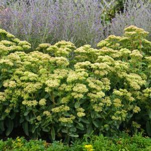 Sedum x 'Lemonjade'