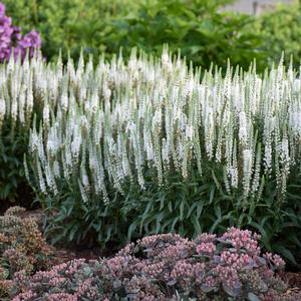 Veronica x 'White Wands'