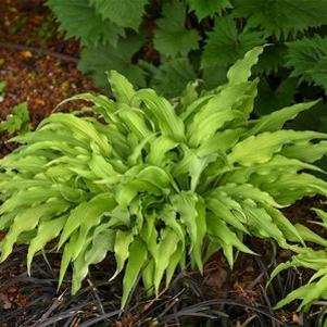 Hosta x 'Curly Fries'