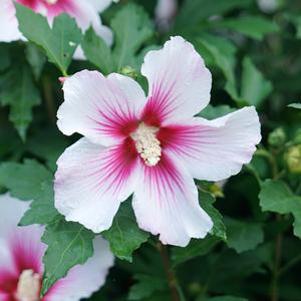 Hibiscus syriacus 'Minsywhi07'
