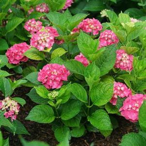 Hydrangea macrophylla 'SMNHMP'