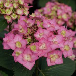 Hydrangea serrata 'SMNHSI'