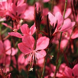 Gaura lindheimeri 'KLEAU04263'