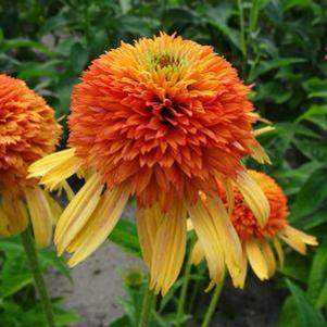Echinacea purpurea 'Orange Fascinator'