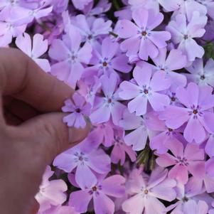 Phlox x 'Spring Bling Pink Sparkles'