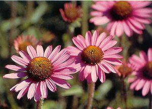 Echinacea x 'CBG Cone'