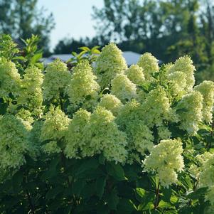 Hydrangea paniculata 'SMNHPH'