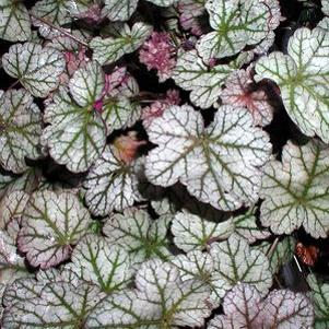 Heuchera x 'Silver Scrolls'