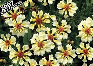 Coreopsis x 'Pinwheel'