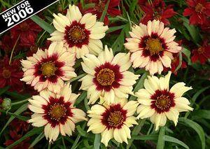 Coreopsis x 'Autumn Blush'