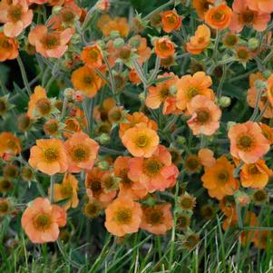 TOTALLY TANGERINE GEUM