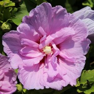 Hibiscus syriacus 'Notwoodone'