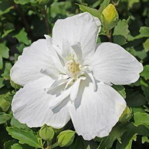 Hibiscus syriacus 'Notwoodtwo'