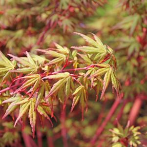 Acer palmatum 'Sango Kaku'
