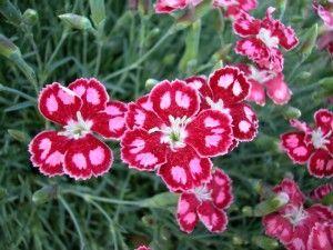 SPANGLED STAR DIANTHUS