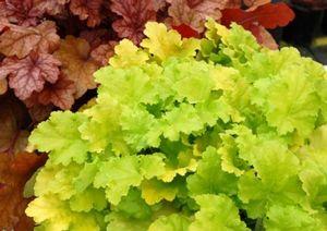 LIME RICKEY CORAL BELLS