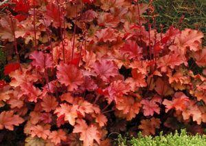 Heuchera x 'Peach Flambe'